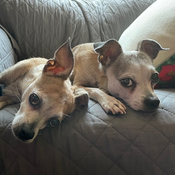 Meet your Posher, Lola - Picture 2 of 2